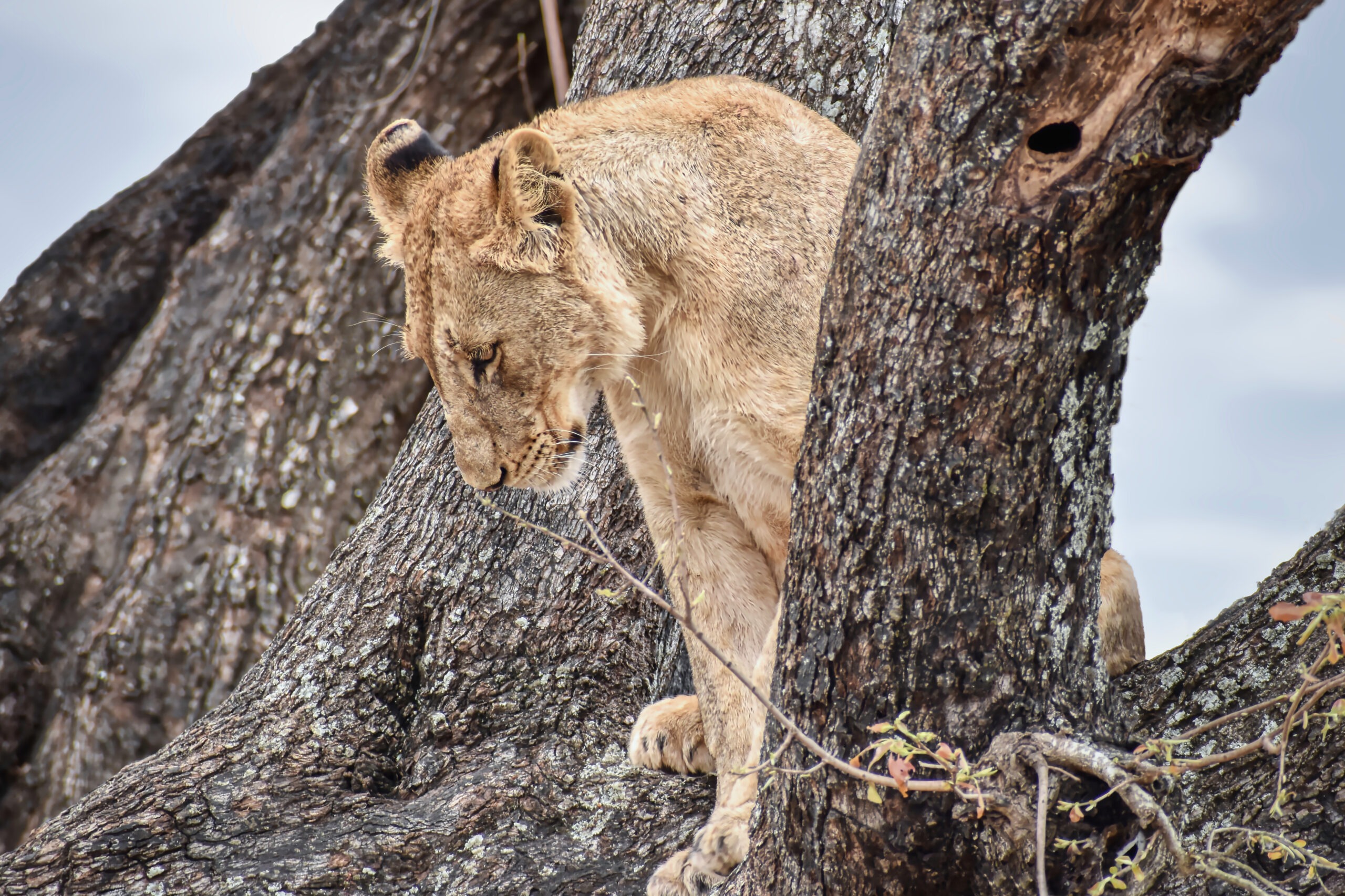 Tree-climbing lion