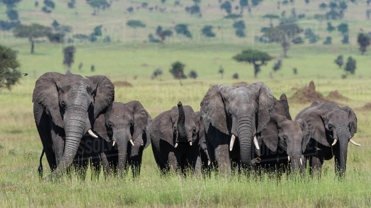 Elephant herd