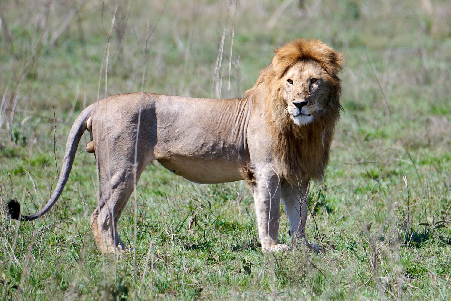 Lion in Serengeti
