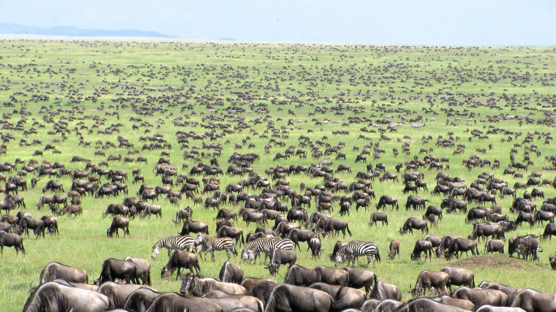 Wildebeest in Serengeti