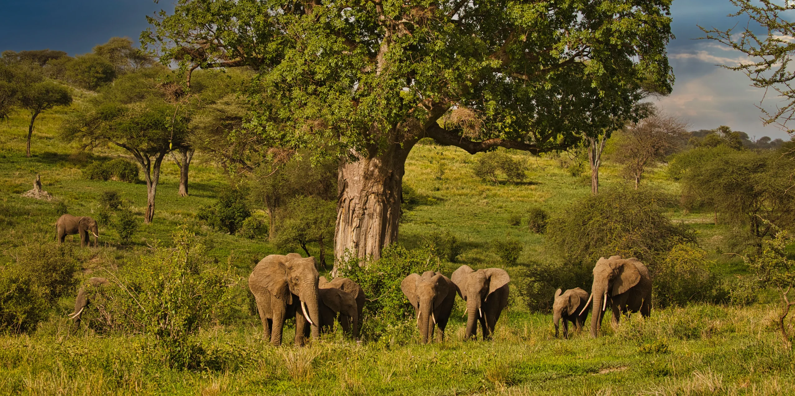 Baobab trees